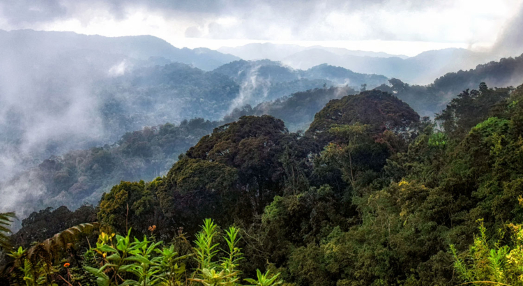 Ruanda Nyungwe Nationalpark