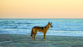 Australien Fraser island dingo Foto iStock Adam Benko