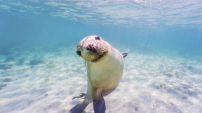 Schwimmen mit wilden Seelöwen auf der Eyre Peninsula.jpg