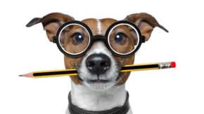 Hund Bürohund Foto iStock damedeeso