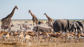 Namibia Etosha Foto iStock RM Nunes