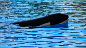 Orca