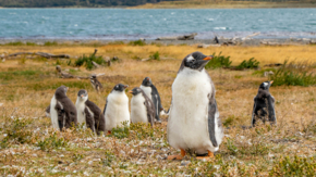 nicko cruises Pinguine_Montevideo.jpg