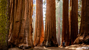 USA Sequoia Nationalpark