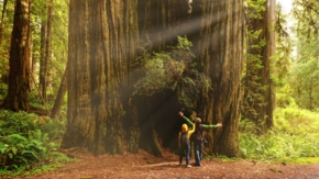 USA Kalifornien Sequoia Foto iStock Yaya Ernst