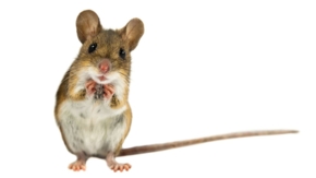 Maus Foto iStock Creative Nature NL