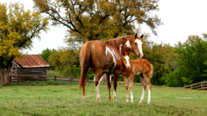 USA Texas Ranch Pferd Fohlen iStock fleischer57.jpg